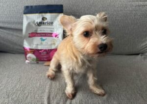 ミックス犬　ぷう　4歳