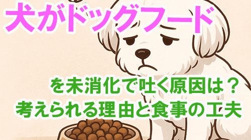 犬がドッグフードを未消化で吐く原因は？考えられる理由と食事の工夫