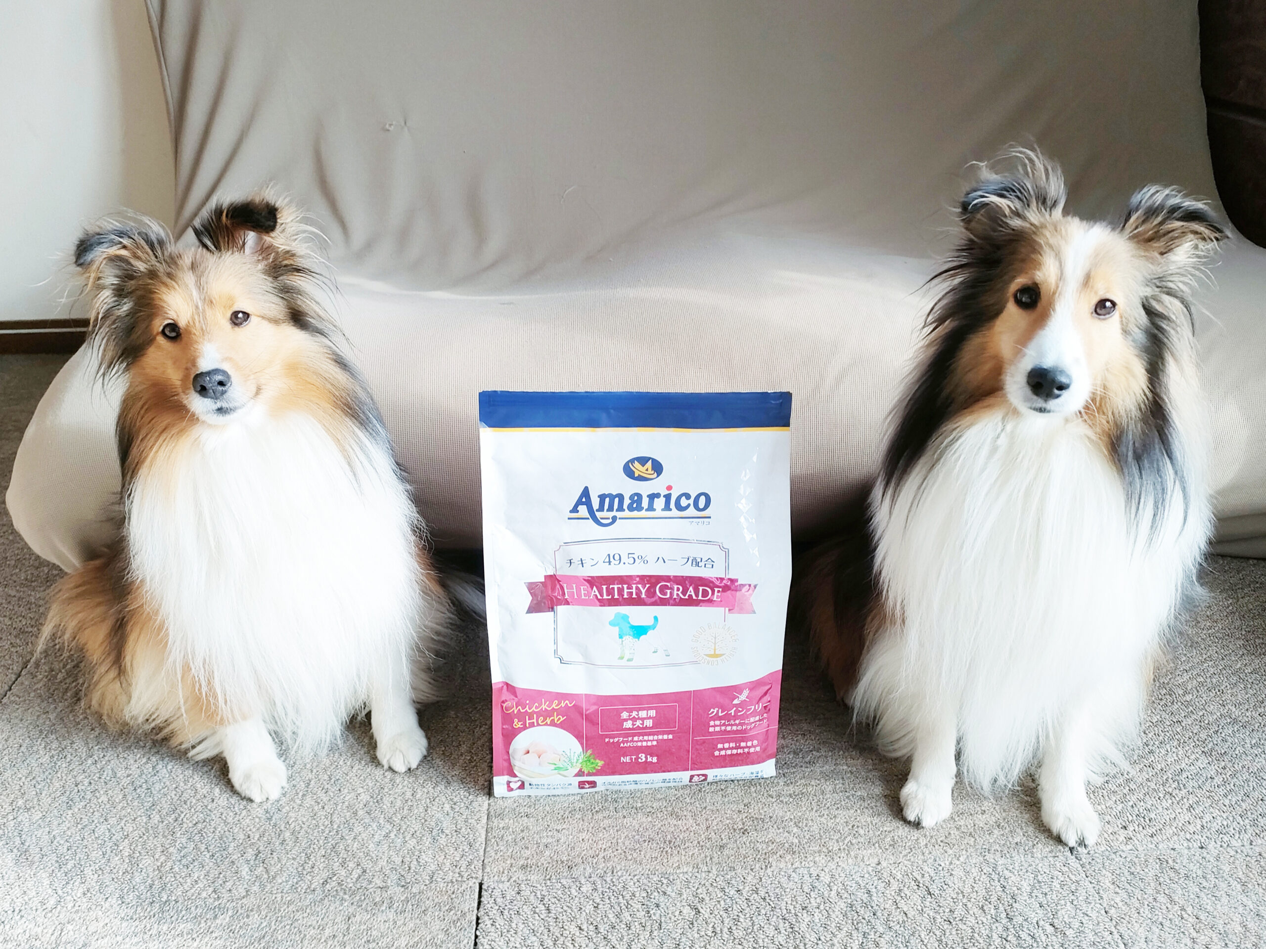 シェルティ2匹（左きり、右える） - コピー